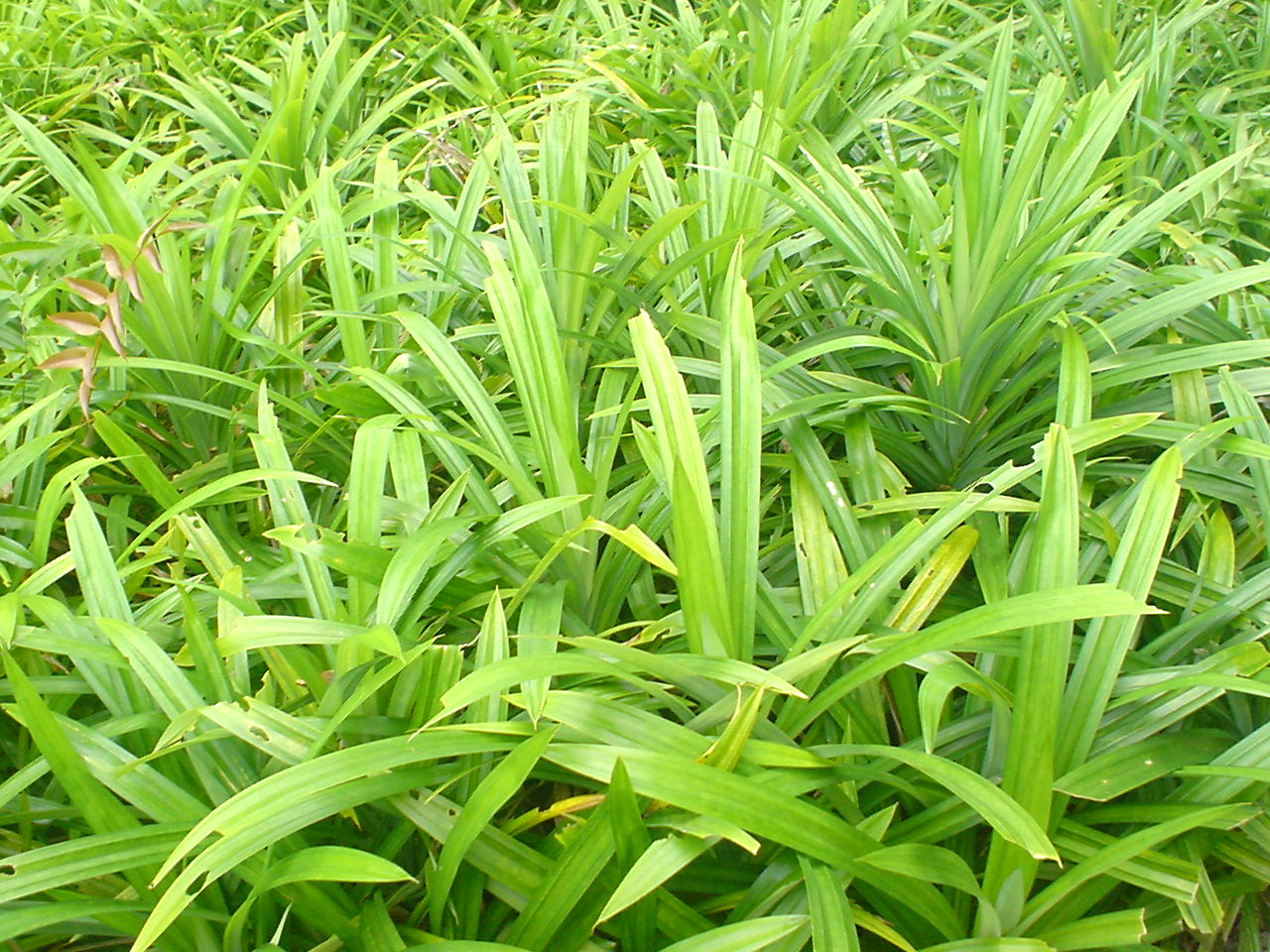 Pandan leaves